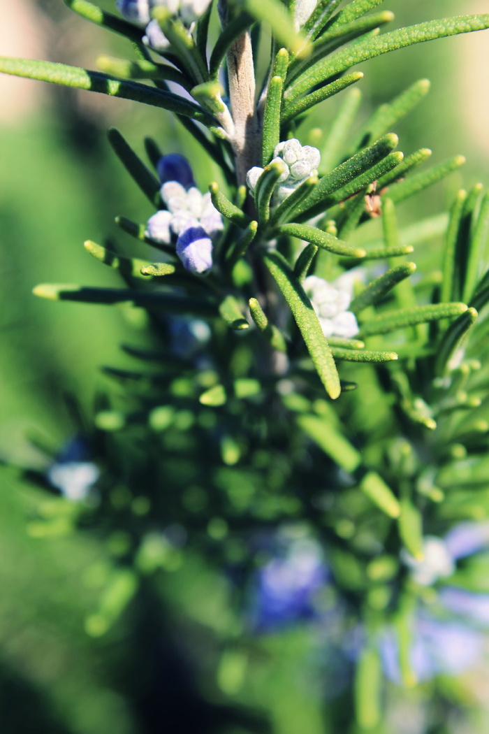 春天，树篱，灌木，树叶，芳香，芳香，绿色，托斯卡纳蓝