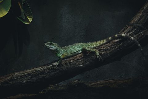 树枝上蜥蜴的照片