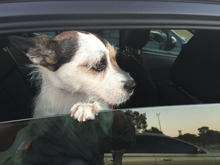 可爱、好奇、快乐、感官超载、家庭、一只动物、动物主题、哺乳动物