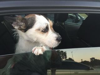 可爱、好奇、快乐、感官超载、家庭、一只动物、动物主题、哺乳动物