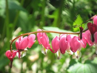 加拿大、蒙特利尔、拉萨尔、布兰奇、粉色、自然、春天、颜色