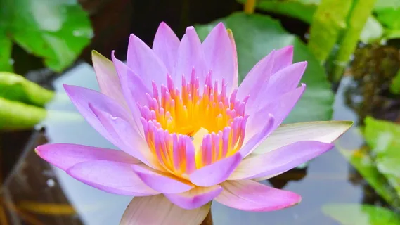 花朵,莲花,紫色,紫色莲花,花朵,开花植物,新鲜度,植物 花朵,莲花,紫色,紫色莲花,花朵,开花植物,新鲜度,植物