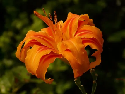 橙色,黄花菜,特写摄影,黄红黄花菜,百合,萱草,棕红色黄花菜,网络管理员黄花菜 橙色,黄花菜,特写摄影,黄红黄花菜,百合,萱草,棕红色黄花菜,网络管理员黄花菜