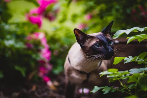 猫闻树叶的浅焦摄影 猫闻树叶的浅焦摄影