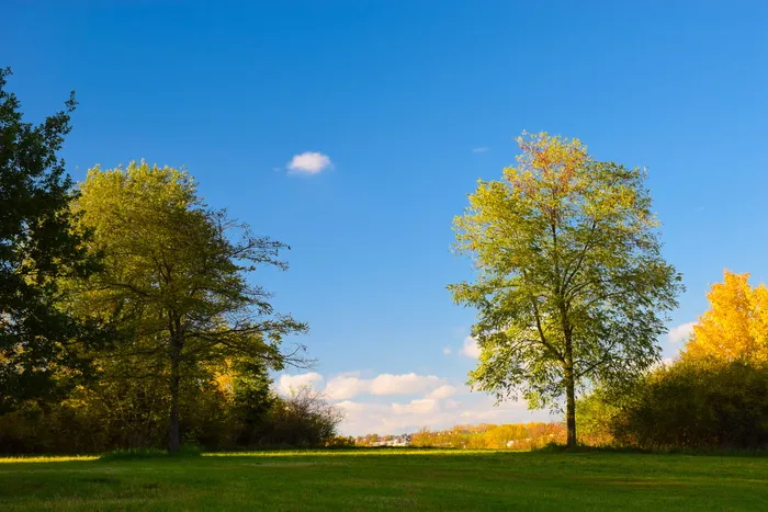 树、自然、景观、季节、朔维特、植物、天空、宁静