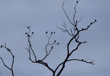 鸟，阴影，观察，树枝，树，裸树，树枝，低角度视图