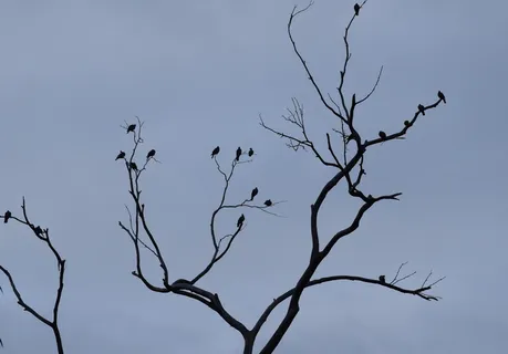 鸟,阴影,观察,树枝,树,裸树,树枝,低角度视图 鸟,阴影,观察,树枝,树,裸树,树枝,低角度视图