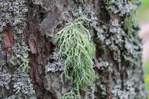 地衣,苔藓,森林,植物,树干,树干,生长,树木 地衣,苔藓,森林,植物,树干,树干,生长,树木