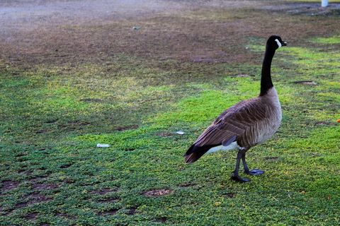 加拿大鹅，鸟，绿色，风景，动物，鹅，羽毛，翅膀