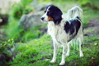 挪威，弗雷德里克斯塔德，潮湿，夏天，宠物，狗，可爱，草
