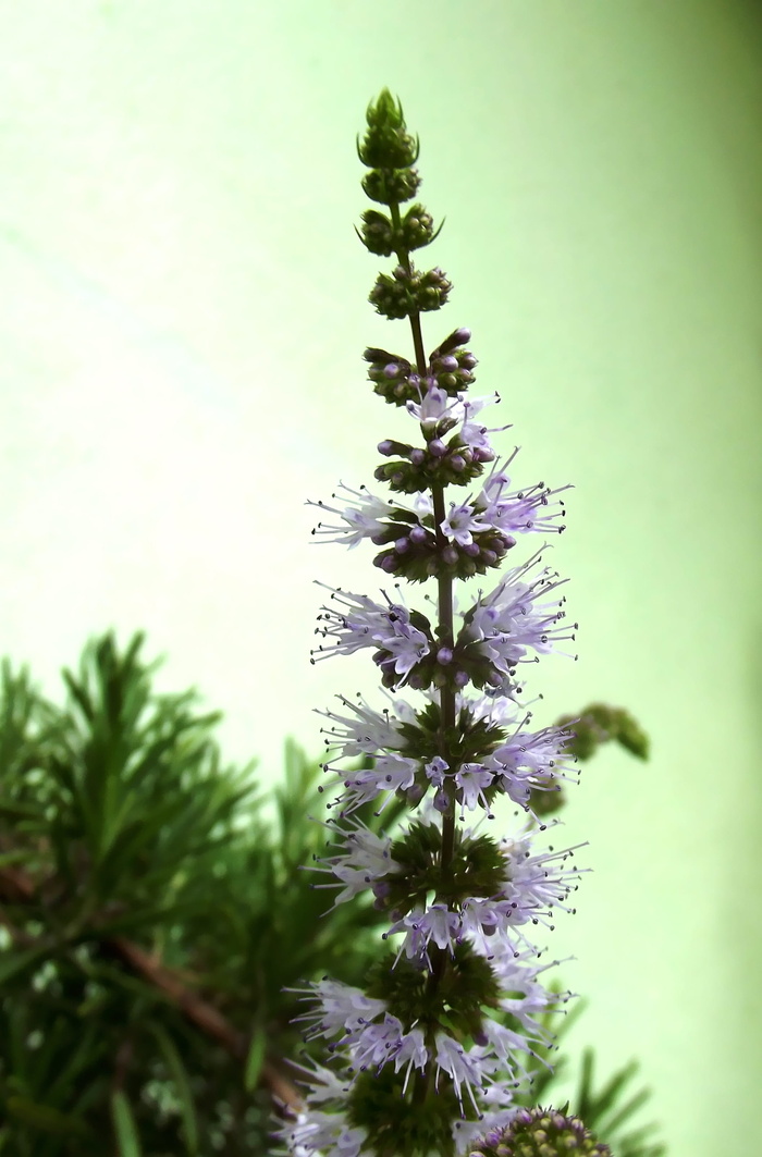 薄荷花、花朵、迷迭香、天然、新鲜、春季、火鸡、植物