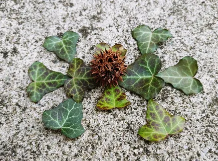 甜树胶树果实，甜树胶，种子，荚果，蒴果，尖头，穗状花序，带穗果球