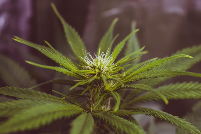 绿叶和黑叶植物