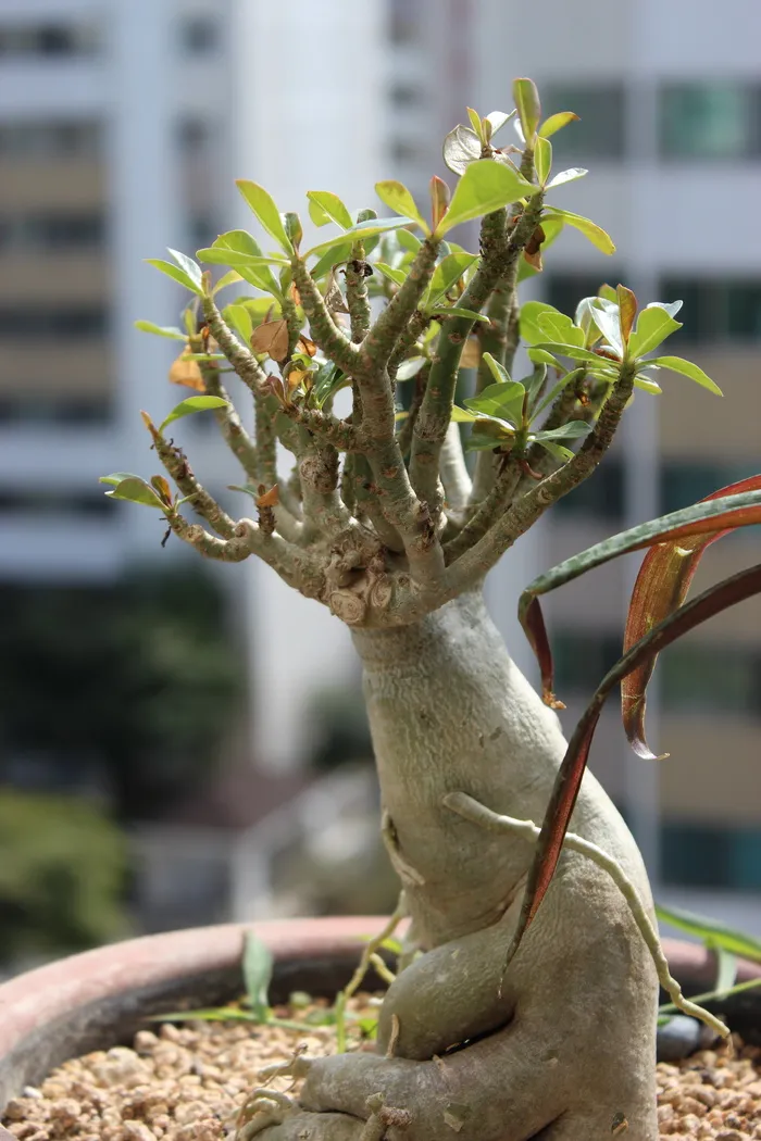 人参本杰明, 盆栽, 公寓, 游廊, 植物, 专注于前景, 增长