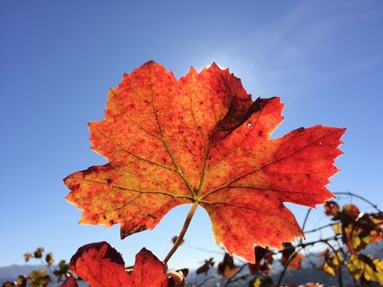 葡萄园，葡萄藤，绿葡萄酒，周四圣克里斯蒂娜，自然，太阳，风景，天空