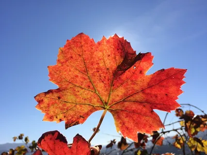 葡萄园,葡萄藤,绿葡萄酒,周四圣克里斯蒂娜,自然,太阳,风景,天空 葡萄园,葡萄藤,绿葡萄酒,周四圣克里斯蒂娜,自然,太阳,风景,天空