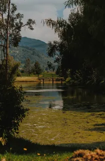 水体附近的树木 水体附近的树木