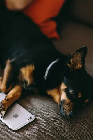 小狗睡在iPhone 6上