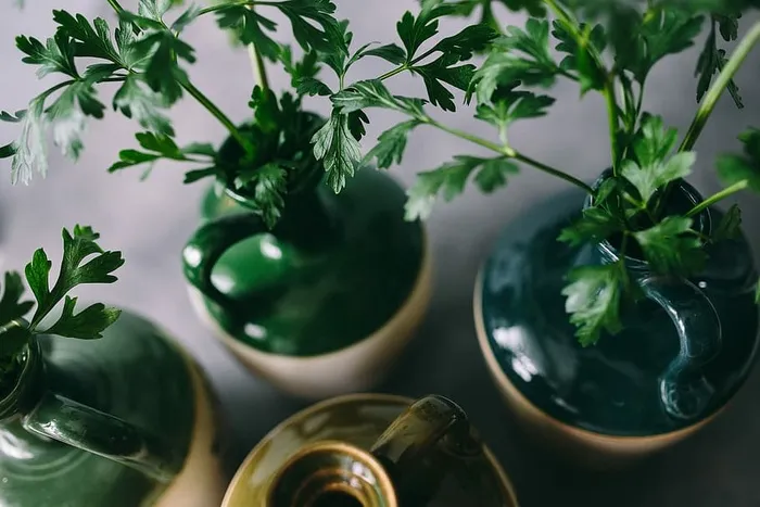 欧芹、黄瓜、青豆和其他绿色植物