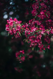可爱的粉色花朵从树枝上盛开 可爱的粉色花朵从树枝上盛开