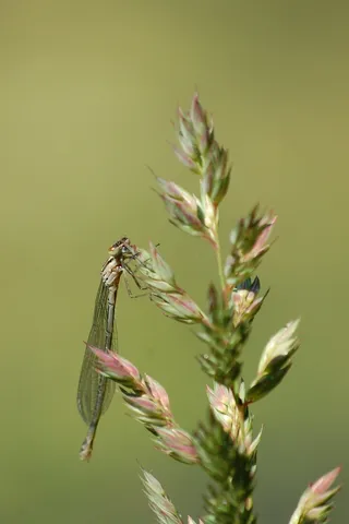 动物，蜻蜓，自然，昆虫，绿色，生长，没有人，植物