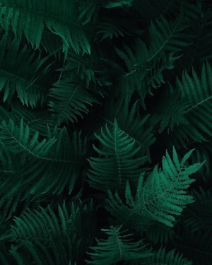 绿色蕨类植物叶子照片