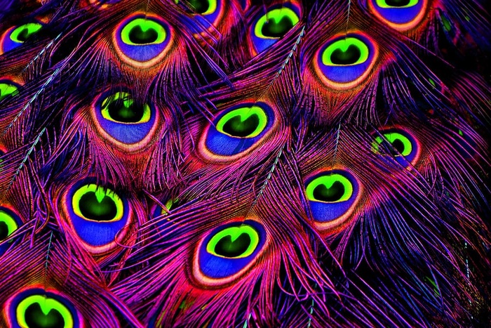 孔雀羽毛，颜色，羽毛，彩虹色，动物，骄傲，五颜六色，孔雀轮