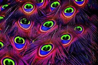 孔雀羽毛，颜色，羽毛，彩虹色，动物，骄傲，五颜六色，孔雀轮