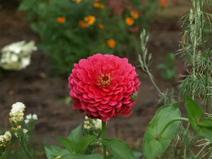 百日草,百日草,百日草,百日草,花,开花,地块,花园 百日草,百日草,百日草,百日草,花,开花,地块,花园