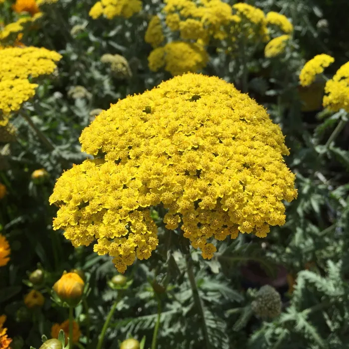 yarrow，水生植物，夏季植物，植物，千叶阿喀琉叶，黄色，生长，花