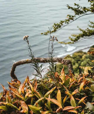 悬崖上的白色婴儿呼吸花