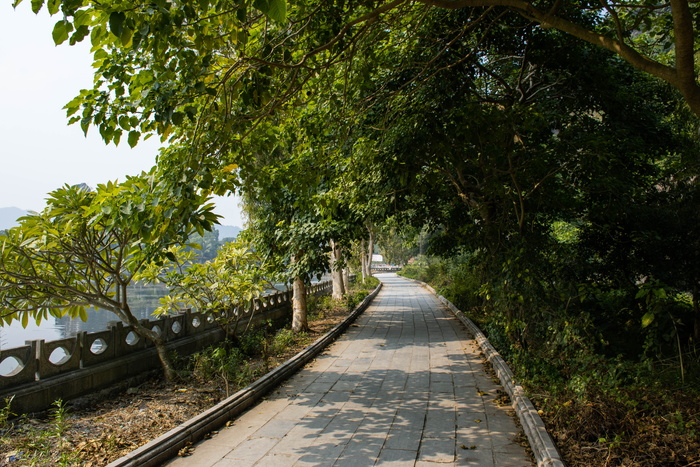 白天绿树和混凝土栅栏之间的灰色混凝土通道