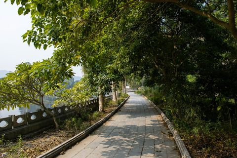 白天绿树和混凝土栅栏之间的灰色混凝土通道