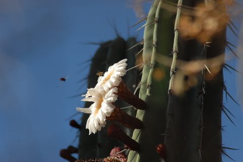 flor de pitaya，organo，自然，植物，白天，天空，一个人，特写