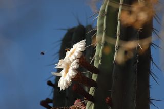flor de pitaya，organo，自然，植物，白天，天空，一个人，特写