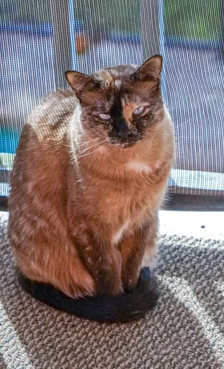 猫，暹罗猫，蓝眼睛，宠物，家养，可爱，动物，毛皮