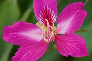 花，自然，植物群，叶，花瓣，开花植物，脆弱性，脆弱性