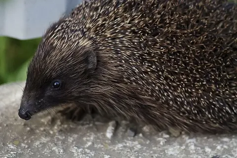 动物，特写，可爱，刺猬，小，多刺，野生动物，哺乳动物