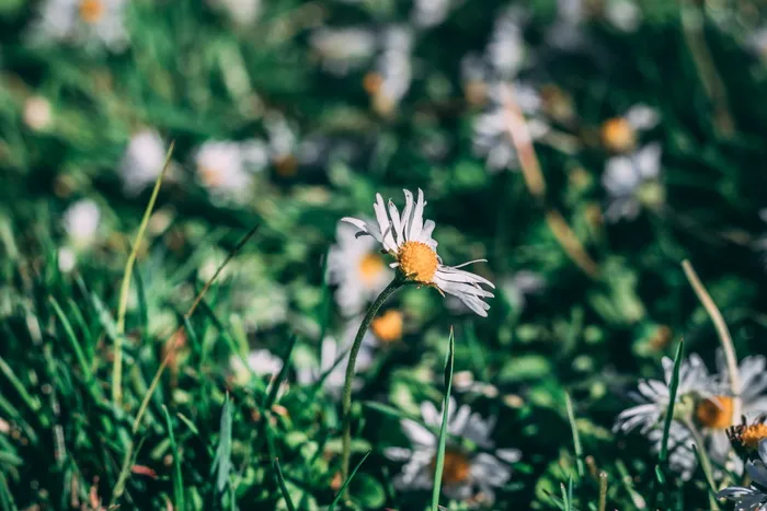 美国, 戴维斯, 草, 森林, 花, 散景, 雏菊, 树 美国, 戴维斯, 草, 森林, 花, 散景, 雏菊, 树