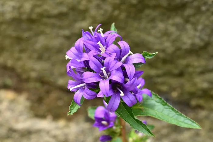 风铃草、常花蝙蝠、灯笼、紫色、淡紫色、花朵、开花植物、清新