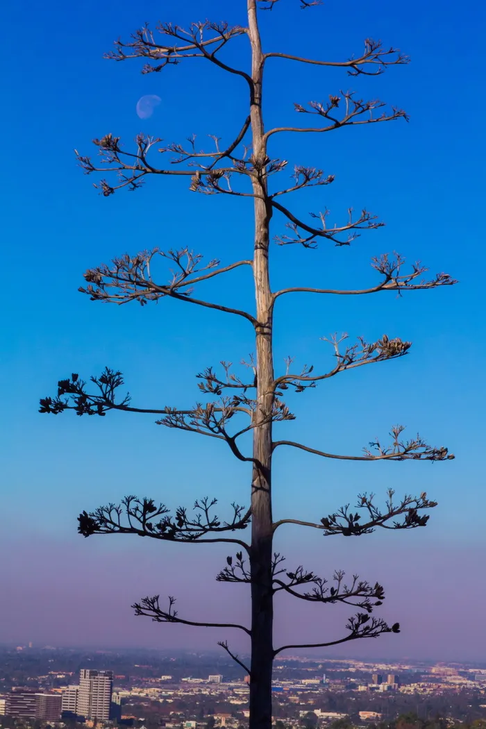和平，灰烬星期三，平静，平静，积极思考，月亮，树，自然