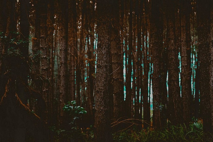 高大，树木，旁边，草地，森林，白天，植物，自然