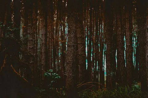 高大，树木，旁边，草地，森林，白天，植物，自然