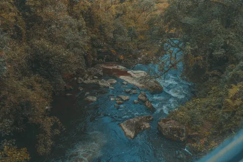 树木环绕的水 树木环绕的水