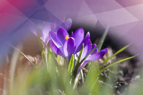 番红花,紫罗兰,多边形,自然,花,植物,新鲜度,开花植物 番红花,紫罗兰,多边形,自然,花,植物,新鲜度,开花植物