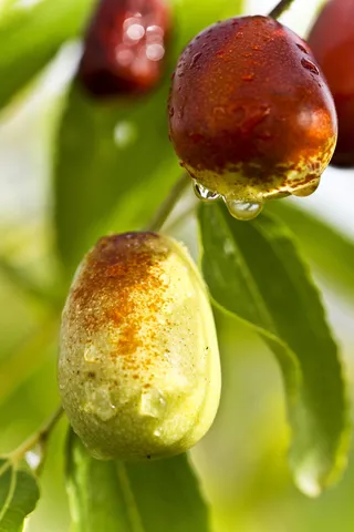 枣, 食品, 绿枣, 水, 下降, 植物, 湿, 水果