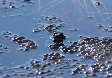 青蛙、水、泡泡、自然、外部、宏观、特写、几乎看不见