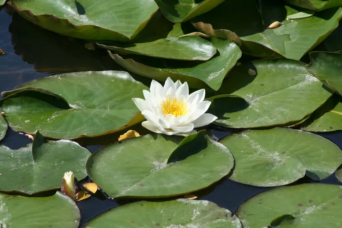 睡莲，花，池塘，花，睡莲，叶子，植物部分，水