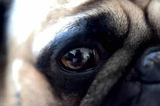 加拿大, 蒙特利尔, 微, 反射, 眼睛, 狗, 帕格, Chien