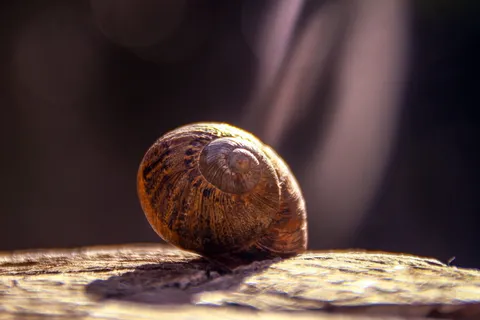 棕色蜗牛的浅聚焦摄影 棕色蜗牛的浅聚焦摄影